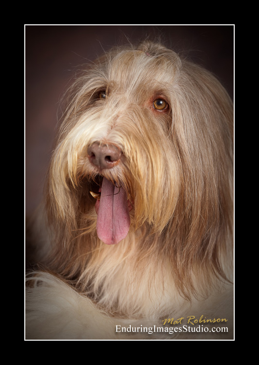 Dog portraits, photographer, Morris County, NJ
