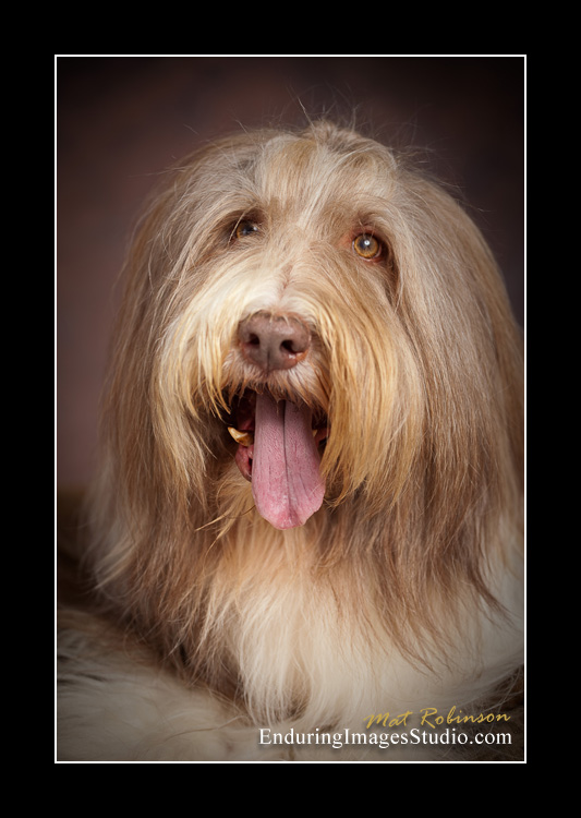 Dog portraits, photographer, Morris County, NJ