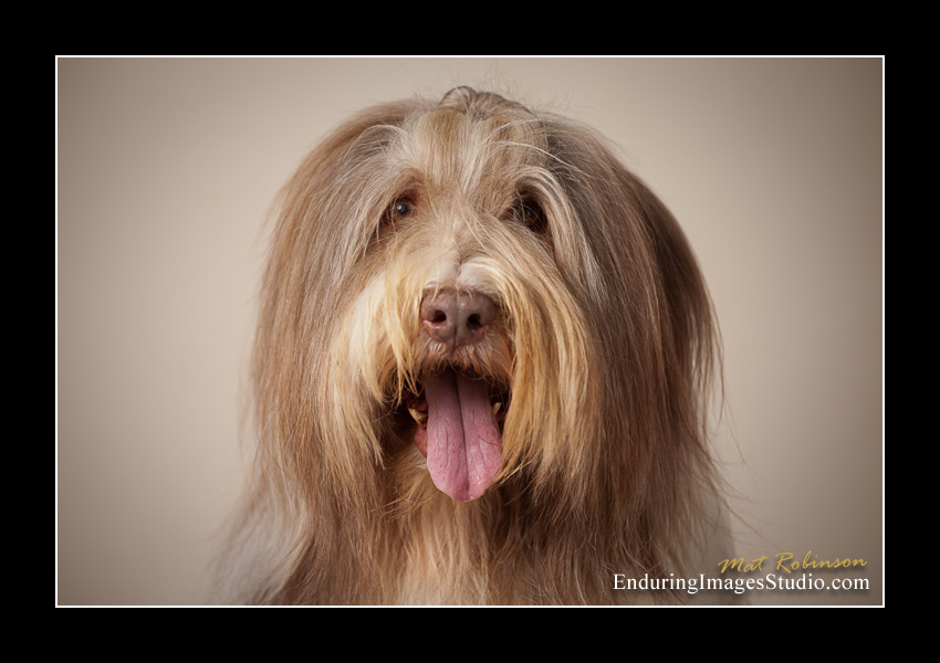 Dog portraits, photographer, Morris County, NJ
