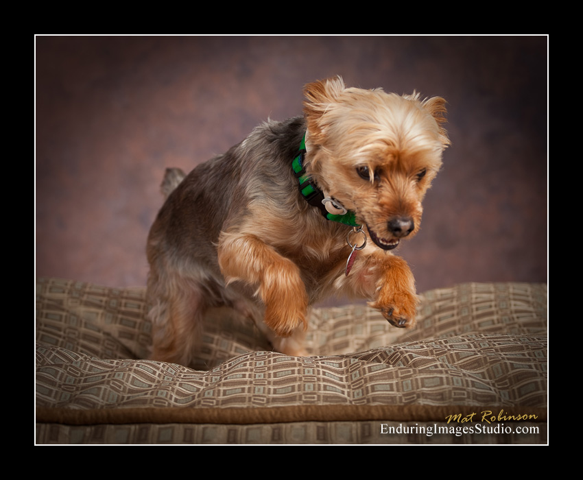 Dog portraits, photographer, Morris County, NJ