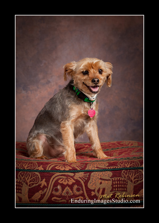 Dog portraits, photographer, Morris County, NJ