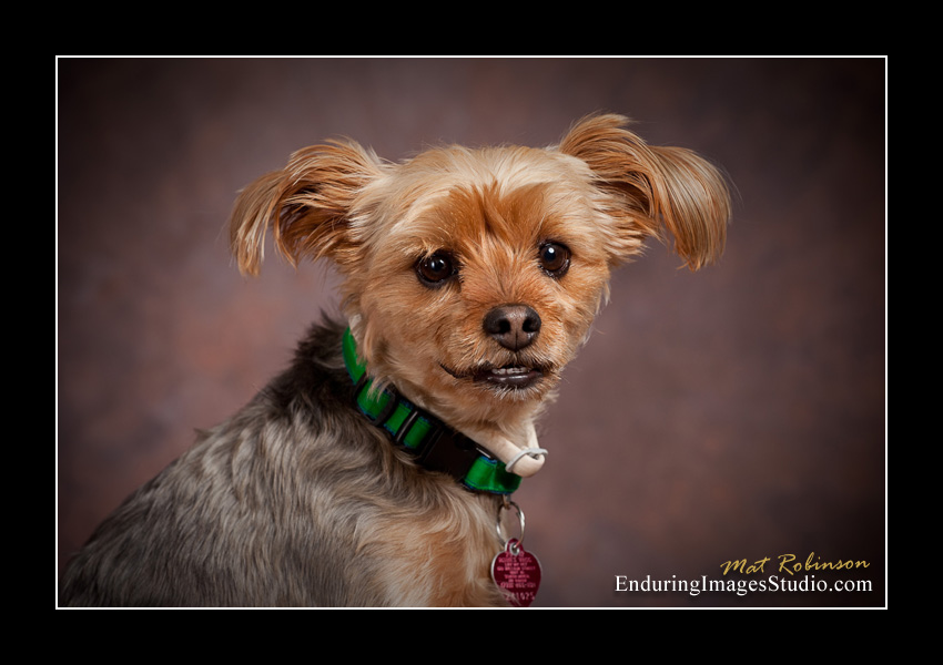 Dog portraits, photographer, Morris County, NJ