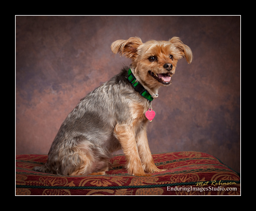 Dog portraits, photographer, Morris County, NJ