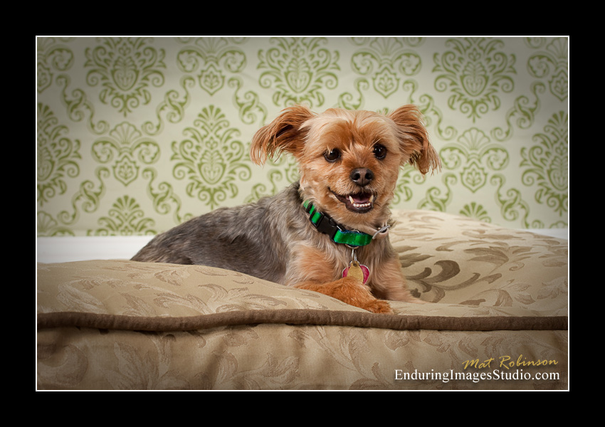 Dog portraits, photographer, Morris County, NJ