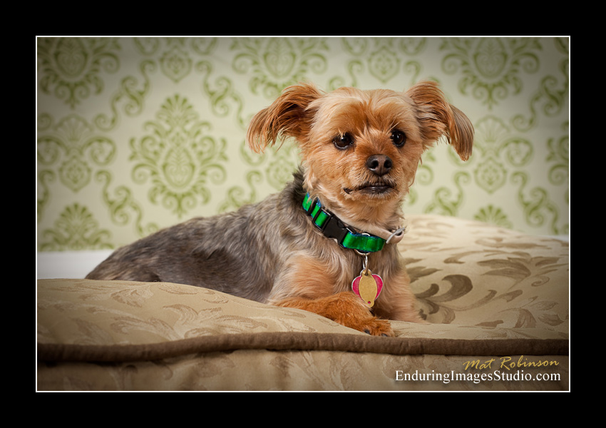 Dog portraits, photographer, Morris County, NJ