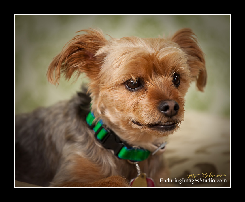 Dog portraits, photographer, Morris County, NJ