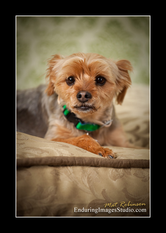 Dog portraits, photographer, Morris County, NJ