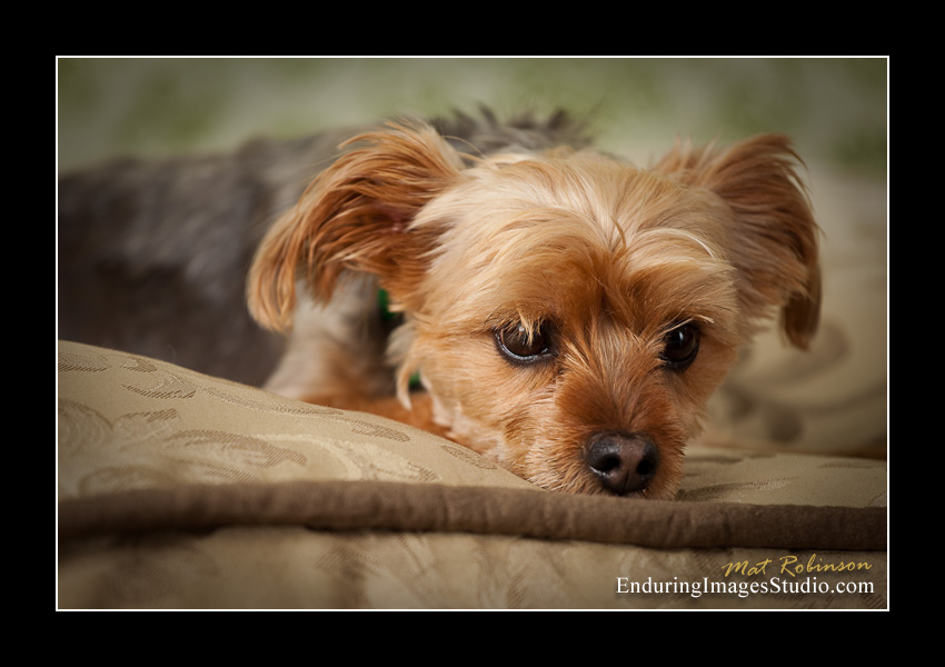 Dog portraits, photographer, Morris County, NJ