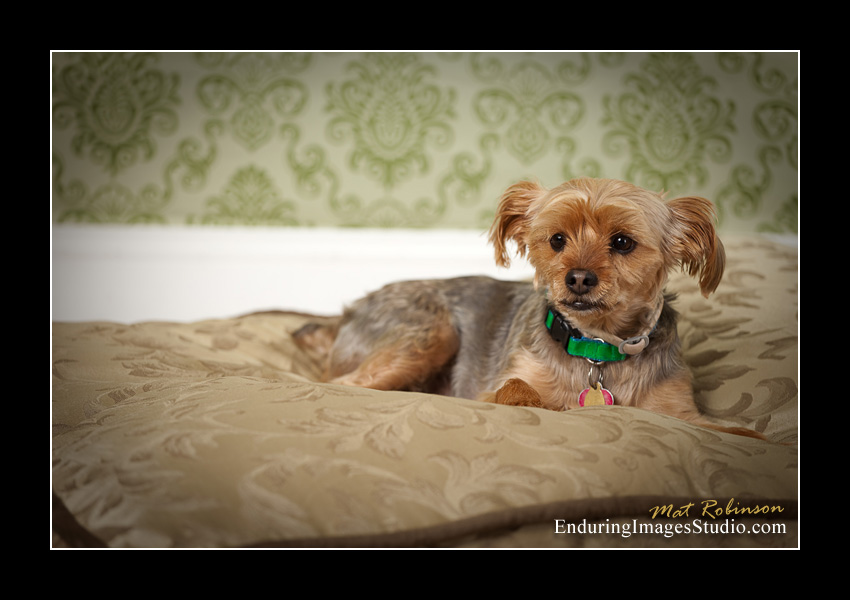 Dog portraits, photographer, Morris County, NJ