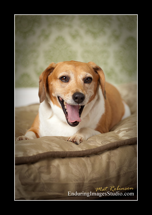 Dog portraits, photographer, Morris County, NJ