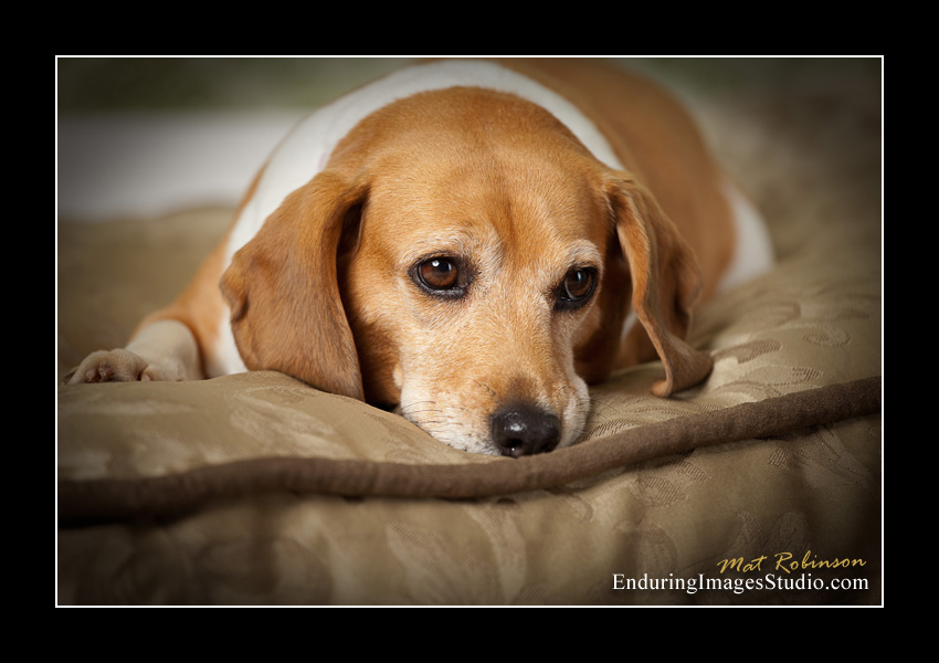Dog portraits, photographer, Morris County, NJ
