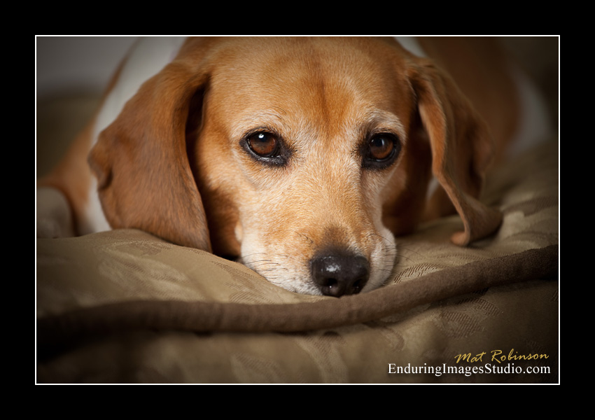Dog portraits, photographer, Morris County, NJ