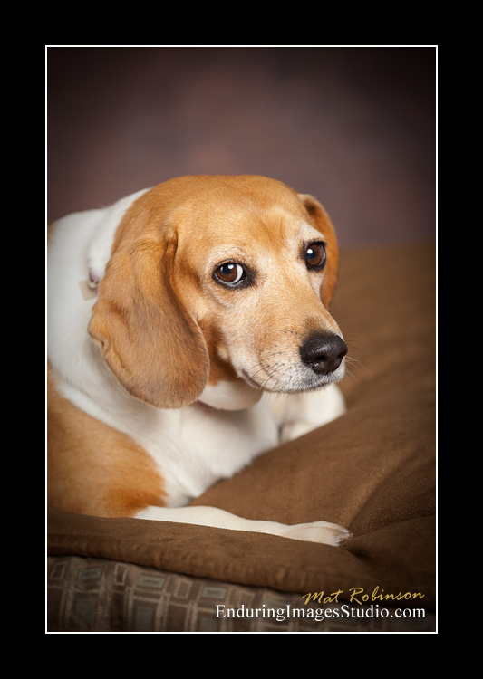 Dog portraits, photographer, Morris County, NJ