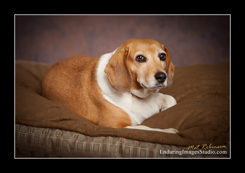 Dog portraits, photographer, Morris County, NJ