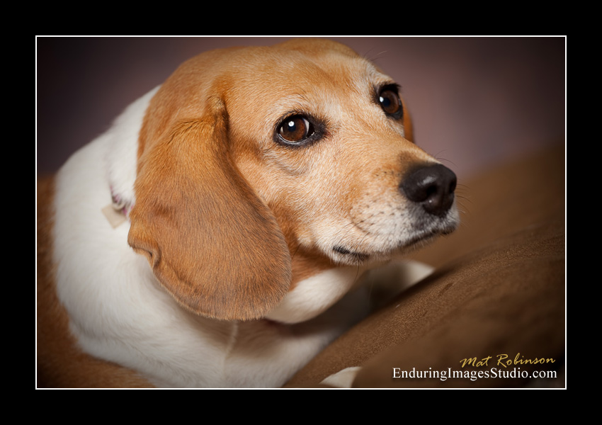 Dog portraits, photographer, Morris County, NJ