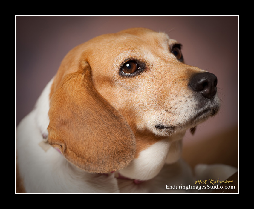 Dog portraits, photographer, Morris County, NJ