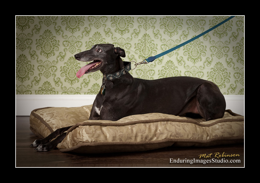 Dog portraits, photographer, Morris County, NJ