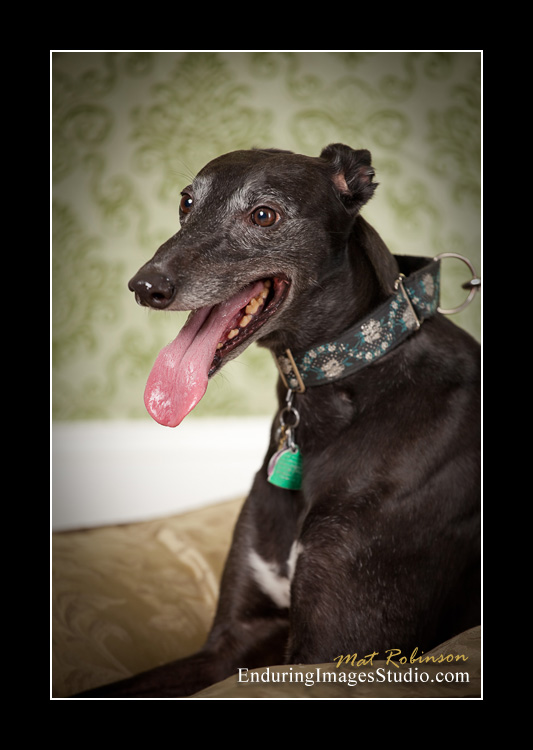 Dog portraits, photographer, Morris County, NJ