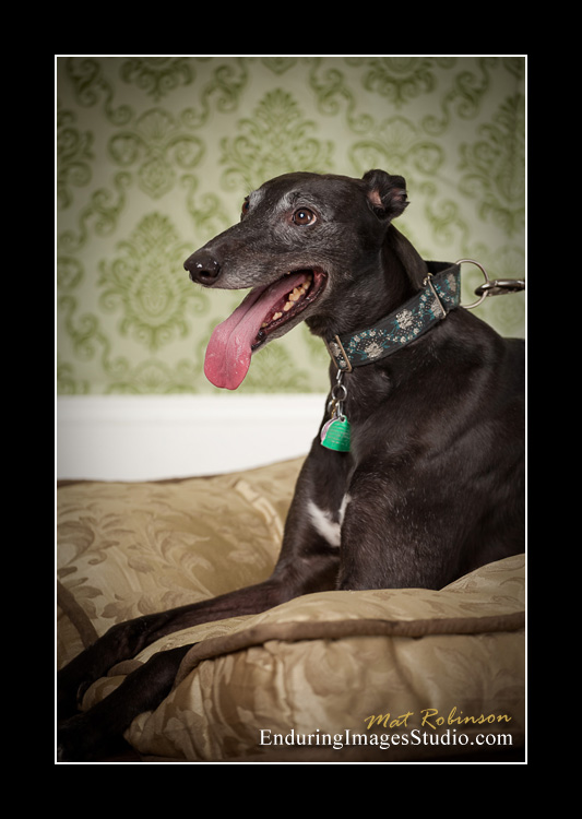 Dog portraits, photographer, Morris County, NJ