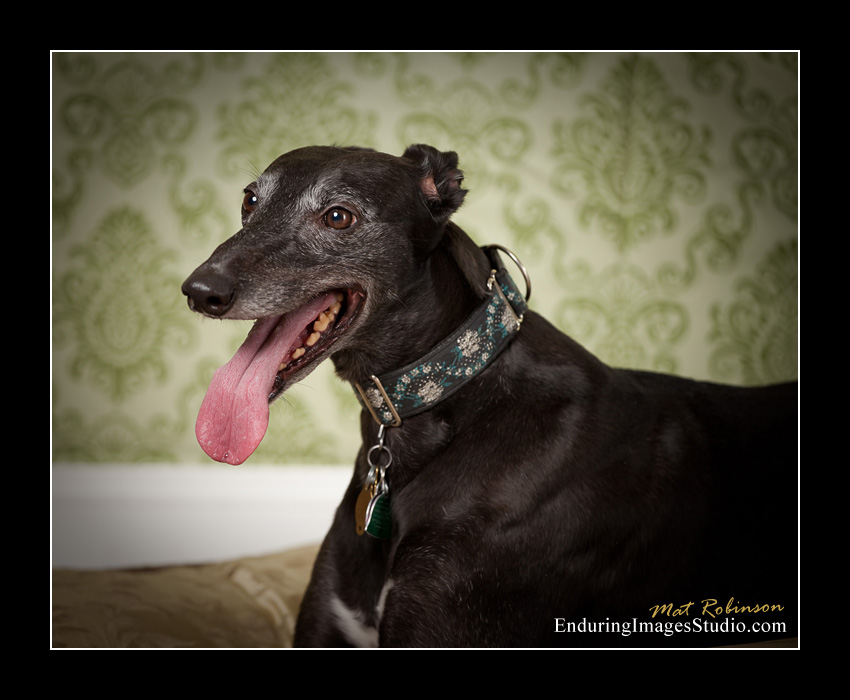 Dog portraits, photographer, Morris County, NJ