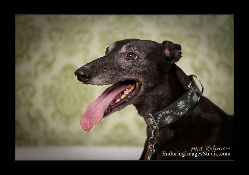 Dog portraits, photographer, Morris County, NJ