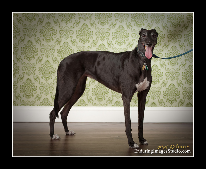 Dog portraits, photographer, Morris County, NJ