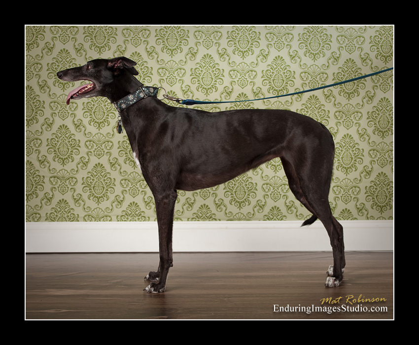 Dog portraits, photographer, Morris County, NJ