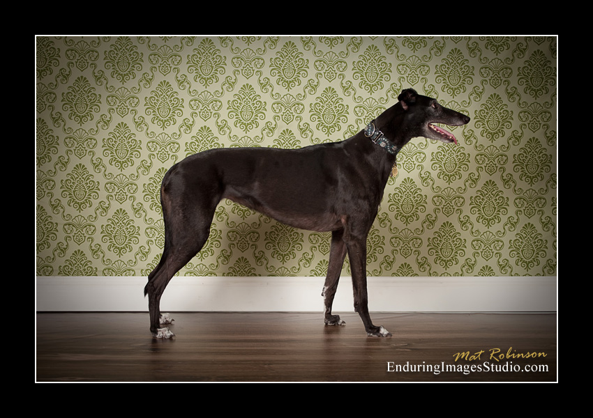 Dog portraits, photographer, Morris County, NJ