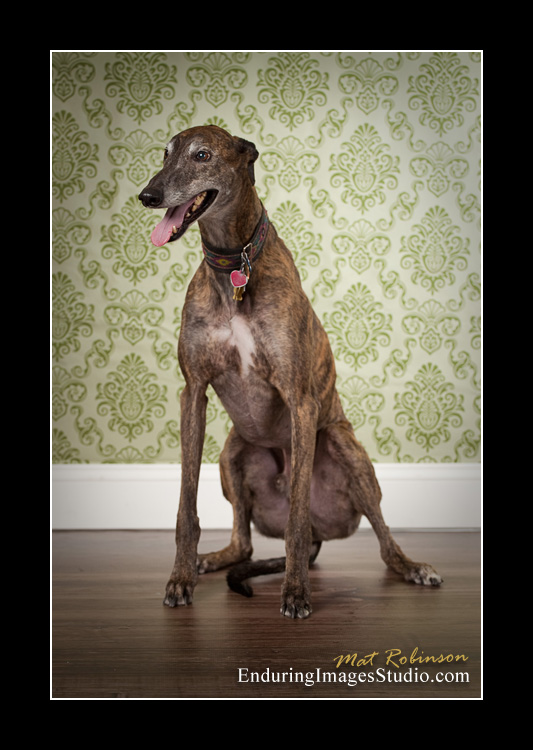 Dog portraits, photographer, Morris County, NJ