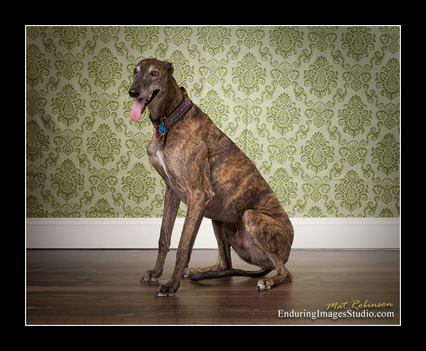 Dog portraits, photographer, Morris County, NJ