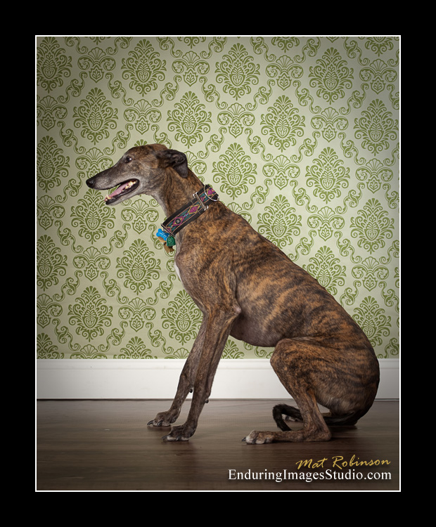 Dog portraits, photographer, Morris County, NJ