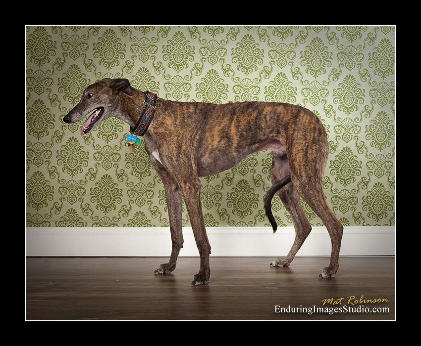 Dog portraits, photographer, Morris County, NJ