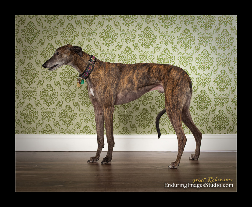 Dog portraits, photographer, Morris County, NJ