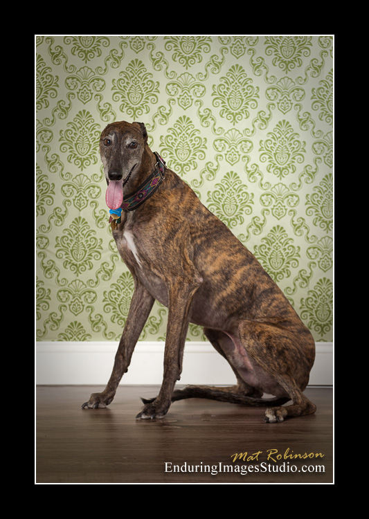 Dog portraits, photographer, Morris County, NJ