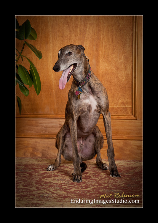 Dog portraits, photographer, Morris County, NJ