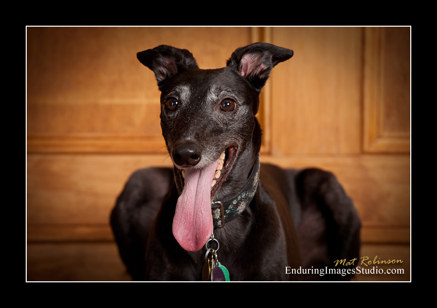 Dog portraits, photographer, Morris County, NJ