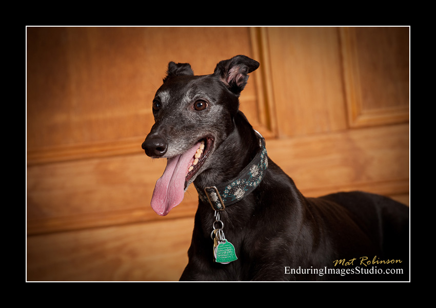 Dog portraits, photographer, Morris County, NJ