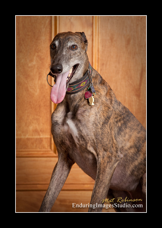 Dog portraits, photographer, Morris County, NJ